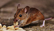 24 Hour & Emergency Exterminators in Patterson Springs, NC